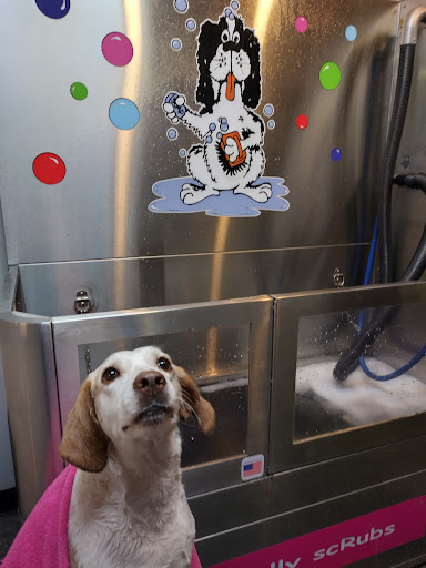 Pet Groomer «Belly scRubs Self Service Pet Wash», reviews and photos, 119 WV-34 #1, Hurricane, WV 25526, USA