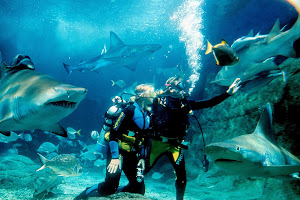 Shark Dive Xtreme