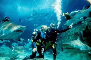 Shark Dive Xtreme image