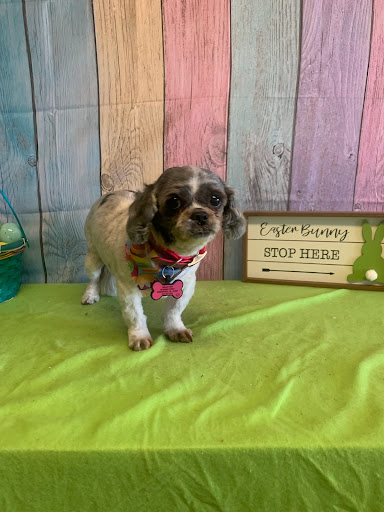 Pet Clinic The image