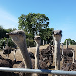 Photo n°2 de l'avis de Nico.a fait le 04/08/2018 à 19:40 sur le  Hofladen Straussenfarm Ostseeblick à Hohenfelde