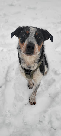 All Star Pet Care Andover - Photo 4 - Car repair in , Lowell