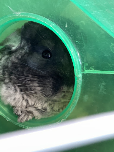 Pet Store «Pet Cove», reviews and photos, 820 E Center St, Kingsport, TN 37660, USA