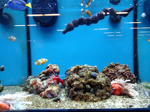 Pet Supply Store «Petco», reviews and photos, 3434 Court St, Pekin, IL 61554, USA