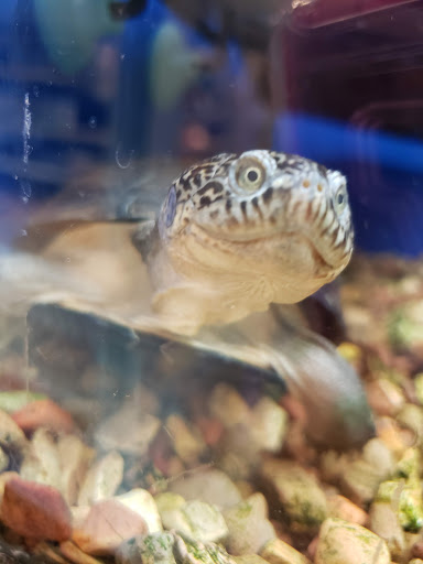 Pet Supply Store «PetSmart», reviews and photos, 2544 Crossing Cir, Traverse City, MI 49684, USA