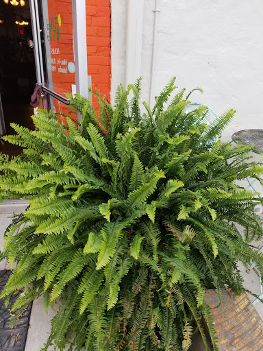 Florist «TILTED TULIP FLORIST», reviews and photos, 68 W Chicago St, Coldwater, MI 49036, USA