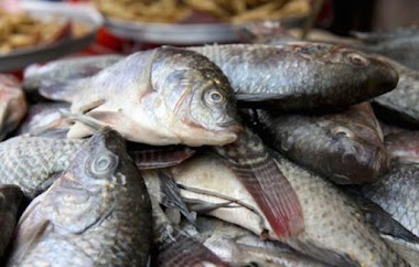 Acopio De Pescado