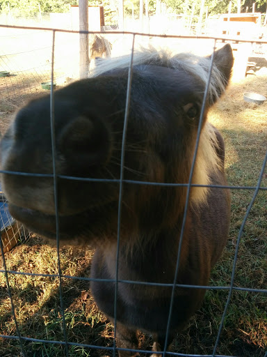 Christmas Tree Farm «Sleepy Hollow Farm & Escape Woods», reviews and photos, 628 Sleepy Hollow Rd, Powder Springs, GA 30127, USA