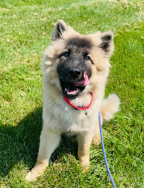 Sit Means Sit Dog Training - Cleveland Westside - Photo 9 - Car repair in Amherst, OH, Lorain