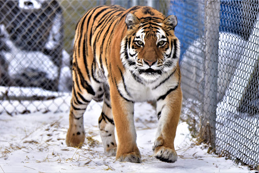 Zoo «Seneca Park Zoo», reviews and photos, 2222 St. Paul Street, Rochester, NY 14621, USA