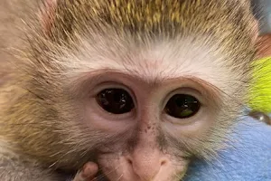 Bambelela Wildlife Care And Vervet Monkey Rehabilitation image