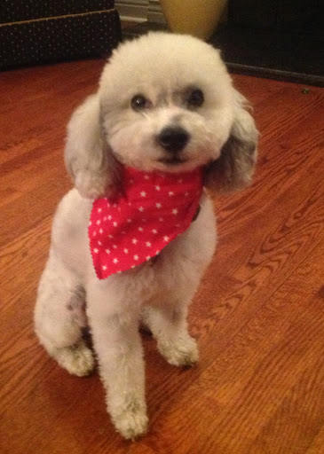 Pet Store «Petland Batavia», reviews and photos, 401 N Randall Rd, Batavia, IL 60510, USA