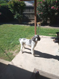 Romeo & Friends Dog Walking & Pet Sitting - Photo 9 - Car repair in Sacramento, CA, Sacramento