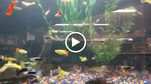 Pet Store «Petland», reviews and photos, 1600 Turner McCall Blvd, Rome, GA 30161, USA