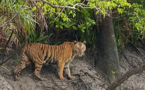 Sundarban Tiger Tourism - Tour Oparetor image