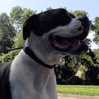 Linda's Critter Sitters LLC - Photo 5 - Car repair in Glastonbury, CT, Hartford