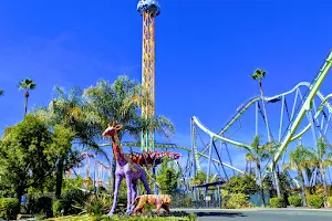 Six Flags Discovery Kingdom image