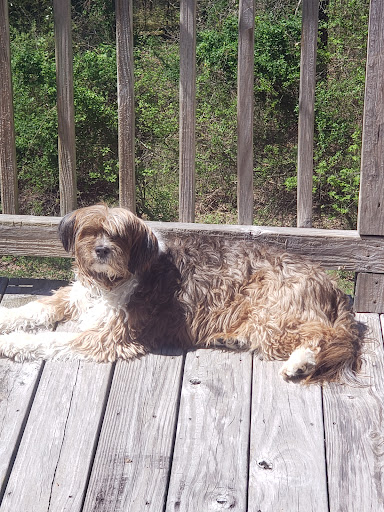 Pet Supply Store «Paws Pet Supply and Grooming», reviews and photos, 7571 Barnett Way, Powell, TN 37849, USA