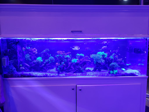 Tropical Fish Store «Advanced Marine Aquatics», reviews and photos, 1083 Willis Ave, Albertson, NY 11507, USA