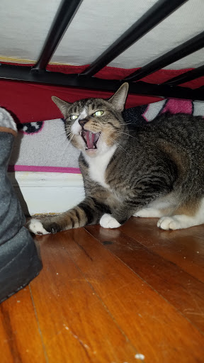 Electronics Store «Best Buy», reviews and photos, 610 Exterior Street, Bronx, NY 10451, USA