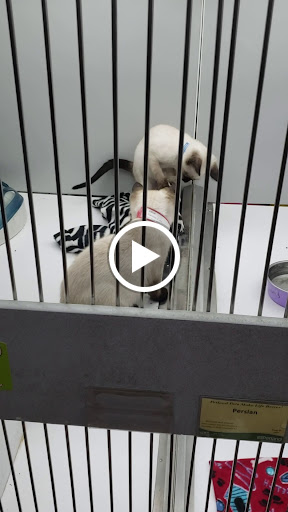 Pet Store «Petland Batavia», reviews and photos, 401 N Randall Rd, Batavia, IL 60510, USA