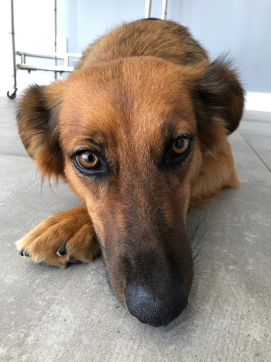 Happy Paws Dog Grooming