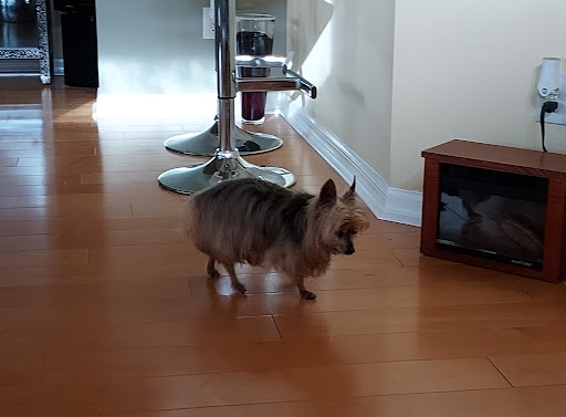 Pet Supply Store «Adogable PET SERVICES», reviews and photos, 4884 Sun City Center Blvd, Sun City Center, FL 33573, USA