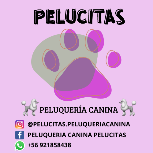 Opiniones de Peluqueria canina pelucitas en Peñalolén - Peluquería