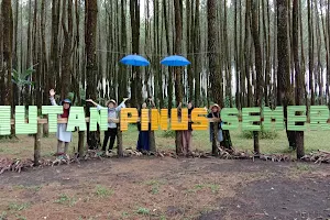 Hutan Pinus Semeru (HPS) image