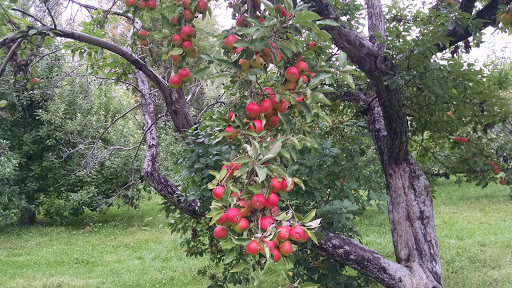 Orchard «Poverty Lane Orchards and Farnum Hill Ciders», reviews and photos, 98 Poverty Ln, Lebanon, NH 03766, USA