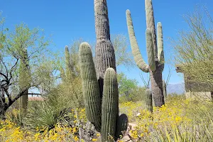 Saguaro National Park image
