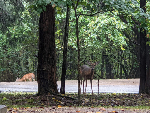 Campground «Salt Lick Creek Campground», reviews and photos, 520 Salt Lick Park Ln, Gainesboro, TN 38562, USA