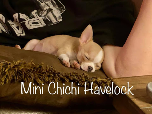 Élevage de Chihuahua Mini Chichi Havelock