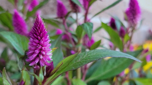 Supermarket «Giant Eagle Supermarket», reviews and photos, 7400 Broadview Rd, Parma, OH 44134, USA