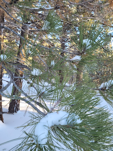 Big Bear Visitor Center - Visit Big Bear image