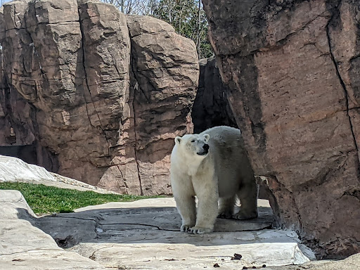 Zoo «Arctic Ring of Life», reviews and photos, 8450 W 10 Mile Rd, Royal Oak, MI 48067, USA