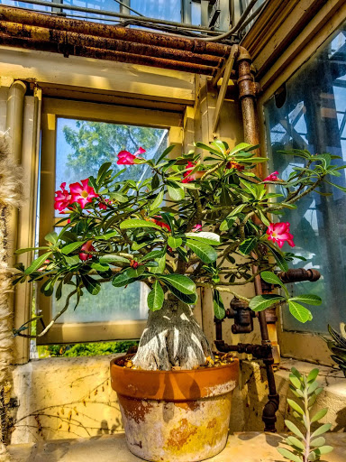 Park «Garfield Park Conservatory», reviews and photos, 300 N Central Park Ave, Chicago, IL 60624, USA