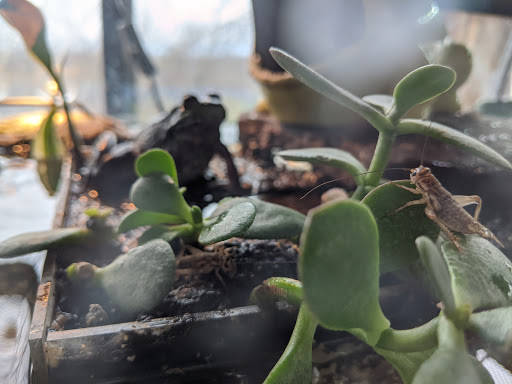 Pet Store «Fins And Feathers», reviews and photos, 222 Willow Ave, Honesdale, PA 18431, USA