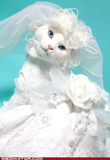 Bridal Shop «Proms Pageants & Pretty Things», reviews and photos, 5325 Peters Creek Rd, Roanoke, VA 24019, USA