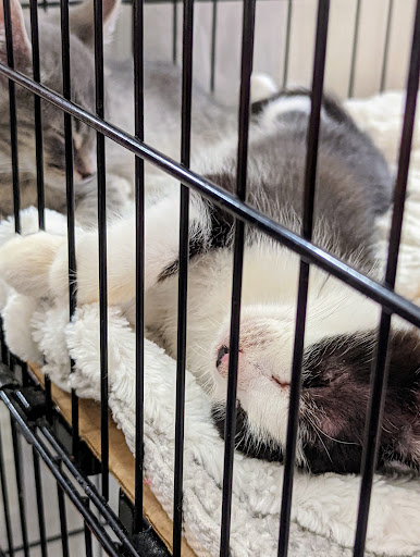 Pet Supply Store «Pet Food Express», reviews and photos, 5148 Stevens Creek Blvd, San Jose, CA 95129, USA