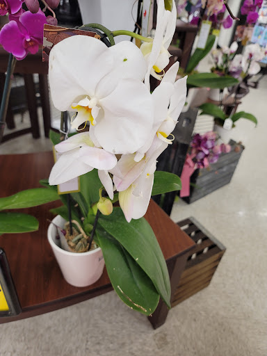 Grocery Store «Albertsons», reviews and photos, 2828 Motley Dr, Mesquite, TX 75150, USA