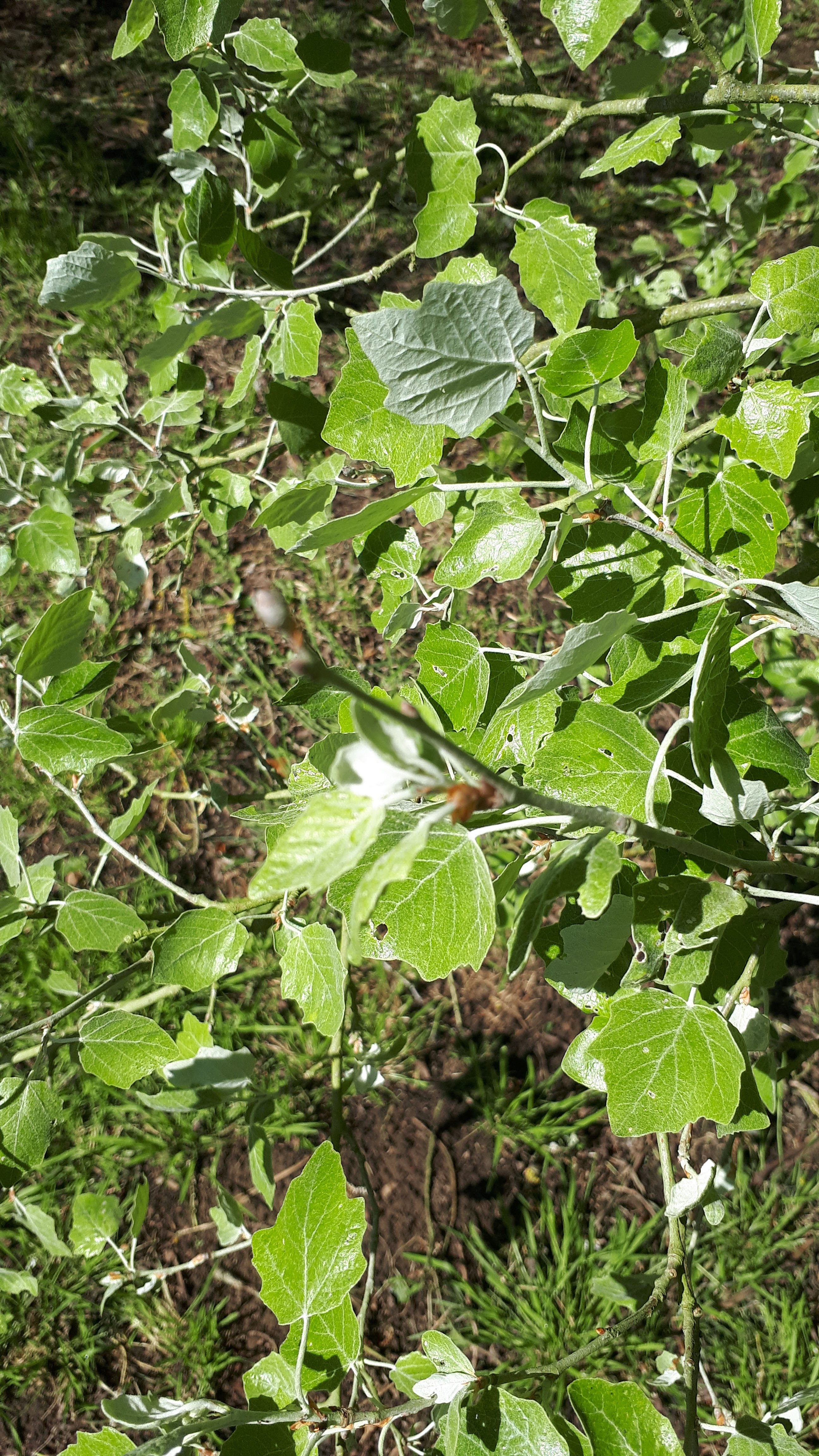 Photo n° 4 de l'avis de Frederic.e fait le 12/05/2019 à 10:55