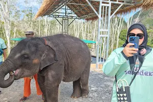 Friendly Giants Krabi Elephant Riding Camp image