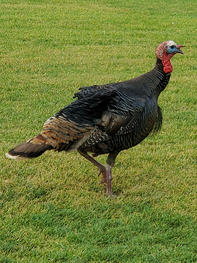 Public Golf Course «Boundary Oak Golf Course», reviews and photos, 3800 Valley Vista Rd, Walnut Creek, CA 94598, USA