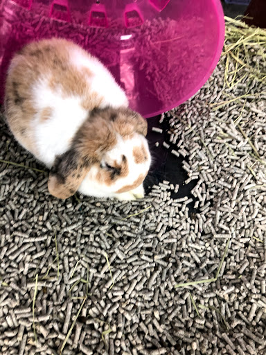 Pet Store «Petland Lewis Center», reviews and photos, 86 Meadow Park Ave, Lewis Center, OH 43035, USA