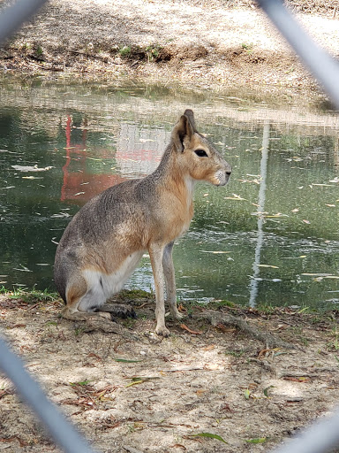 Zoo «Tupelo Buffalo Park & Zoo», reviews and photos, 2272 Coley Rd, Tupelo, MS 38801, USA