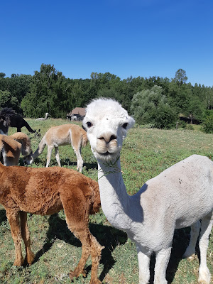 Les Alpagas de Madame Dupont à Saint-Firmin-sur-Loire