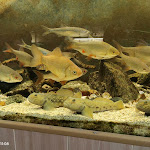 Photo n° 11 de l'avis de Jonathan.o fait le 20/01/2024 à 13:16 pour Aquario-Club à Thierville-sur-Meuse