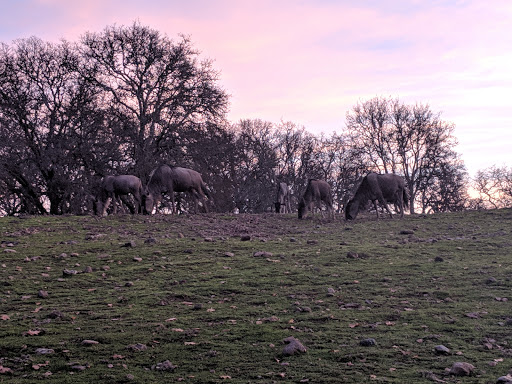 Tourist Attraction «Safari West», reviews and photos, 3115 Porter Creek Rd, Santa Rosa, CA 95404, USA