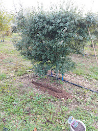 Photo n°14 de FRANCE TRUFFICULTURE à Gout-Rossignol ()